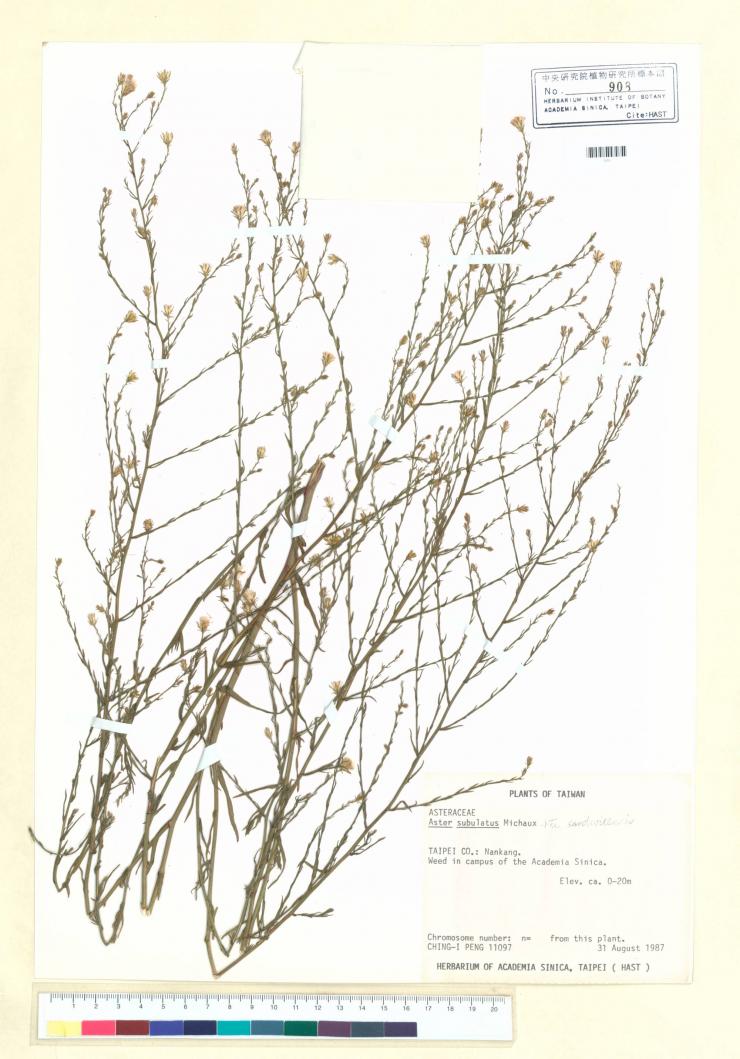 Aster subulatus Michaux_標本_BRCM 5299 | 開放博物館．參與