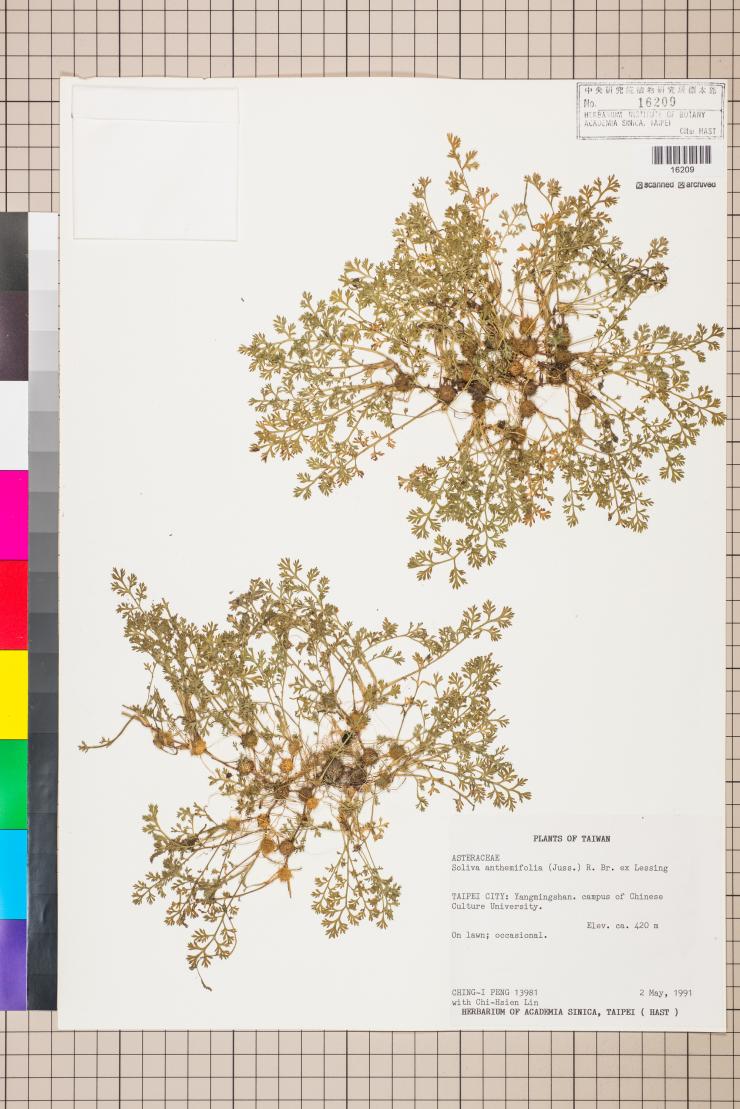 Soliva anthemifolia (Juss.) R. Brown ex Less._標本_BRCM 5074 | 開放博物館．參與