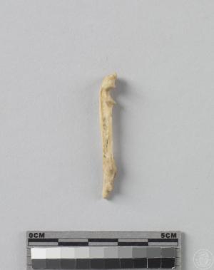 小型哺乳動物右尺骨