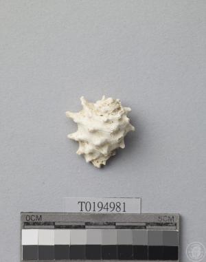 白齒岩螺