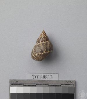 粗紋玉黍螺