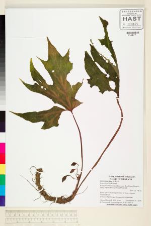Begonia obovoidea標本_BRCM 2067