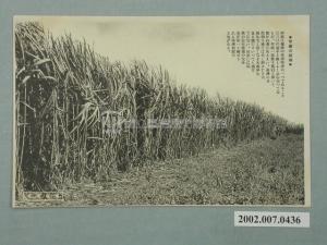台灣甘蔗種植