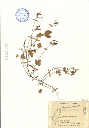 Oxalis corniculata L._標本_BRCM 4624
