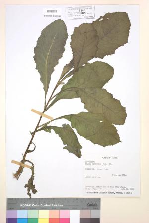 Blumea laciniata (Roxb.) DC._標本_BRCM 3764