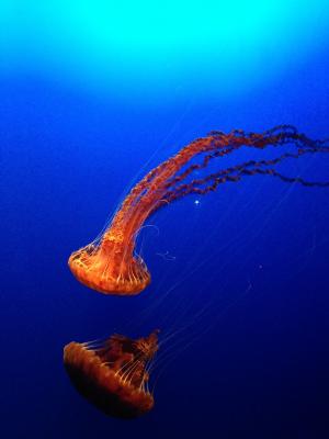 大西洋海刺水母