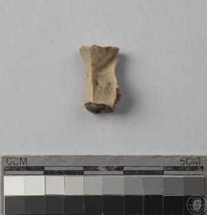 小型哺乳動物椎骨殘片