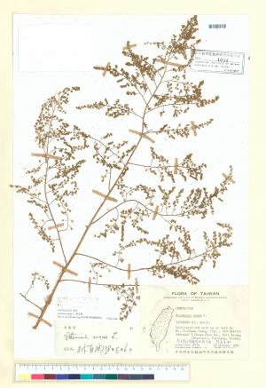 Artemisia annua L._標本_BRCM 6750