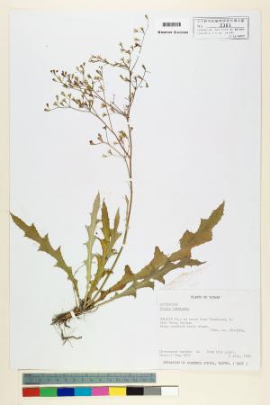 Ixeris laevigata (Blume) Schultz-Bip._標本_BRCM 6814