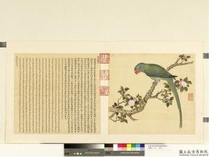 鳥譜（二）冊西綠鸚哥