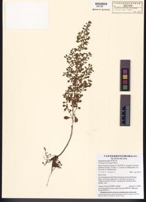 Ludwigia microcarpa Michx._標本_BRCM 7749