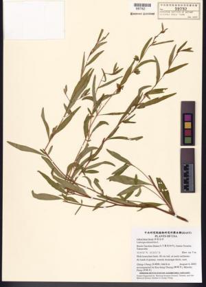 Ludwigia alternifolia L._標本_BRCM 7742