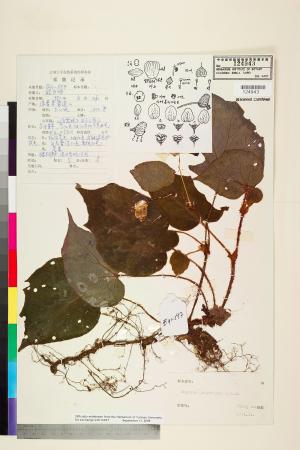 Begonia polytricha標本_BRCM 2428