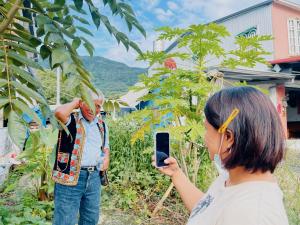 向長者採集芋頭有關傳統農耕知識