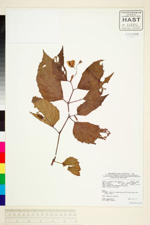 Begonia palawanensis標本_BRCM 1991