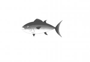 黑鮪魚