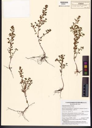 Ludwigia microcarpa Michx._標本_BRCM 7750