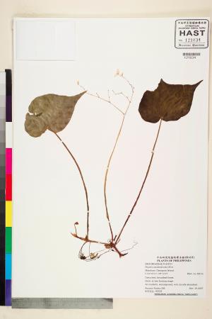 Begonia acuminatissima標本_BRCM 2284