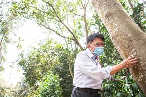 屏東縣縣長潘孟安使用聽診器，聆聽樹木維管束吸收水分的聲音