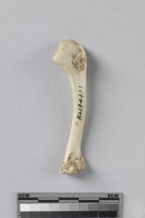 雉科鳥類左肱骨
