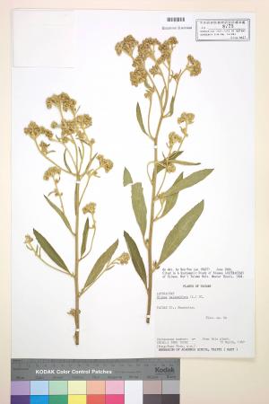 Blumea balsamifera (L.) DC._標本_BRCM 4855