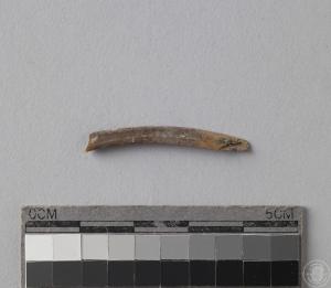 小型哺乳動物肋骨