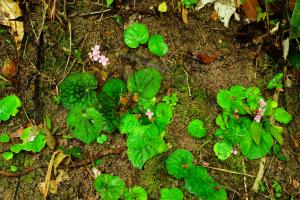 Begonia woodii Merr.