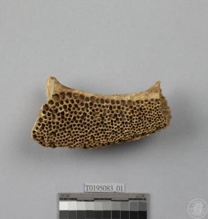 石斑魚前上顎骨
