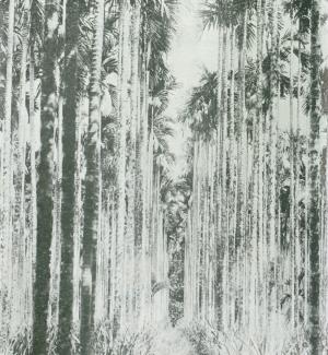 檳榔樹林
