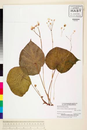 Begonia acuminatissima標本_BRCM 2249