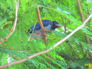 台灣藍鵲 幼鳥
