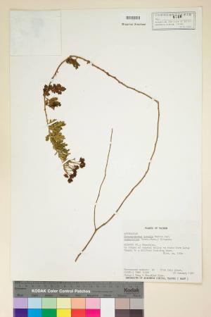 Chrysanthemum boreale Makino var. tomentellum (Hand.-Mazz.) Kitam._標本_BRCM 6928