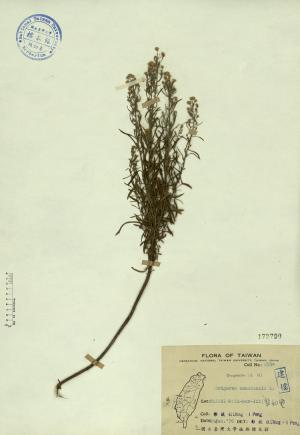 Erigeron canadensis L._標本_BRCM 4339