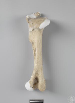 麋鹿左肱骨