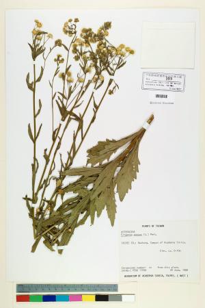Erigeron annuus (L.) Pers._標本_BRCM 5046