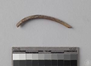 小型哺乳動物肋骨