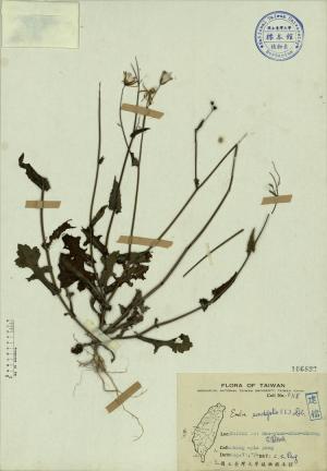Emilia sonchifolia (L.) DC._標本_BRCM 3839