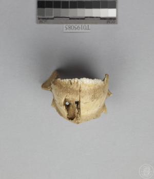 鸚哥魚齒骨