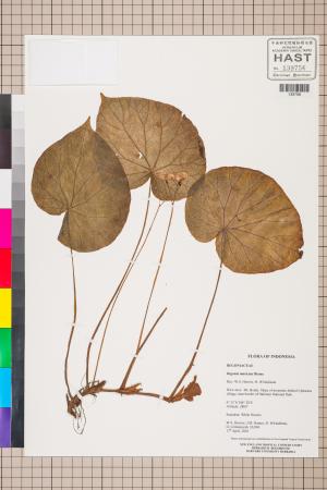 Begonia muricata標本_BRCM 2823