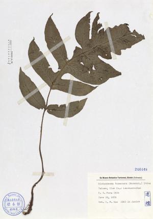 Dictyodroma formosana (Rosenst.) Ching_標本_BRCM 4680