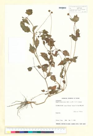Acmella paniculata (Wall. ex DC.) R. K. Jansen_標本_BRCM 4995