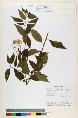 Microglossa pyrifolia (Lam.) Kuntze_標本_BRCM 7043
