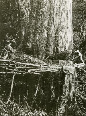 《發現一百年前的阿里山》日治時期阿里山伐木