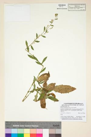 Blumea membranacea DC._標本_BRCM 4957