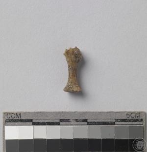 小型哺乳動物胸骨