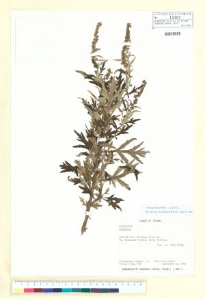 <a href="https://plaza.openmuseum.tw/muse/digi_object/021d40a0d771f70eb48755deb81837bf" target="_blank">Artemisia indica Willd._標本_BRCM 6598</a>
